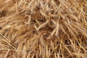 Photo Hair Fall Reasons
