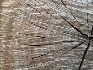 Photo Hair Fall Due to Dandruff